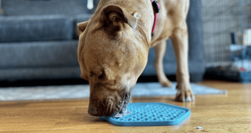 Dog Lick Mat with dog licking blue mat 