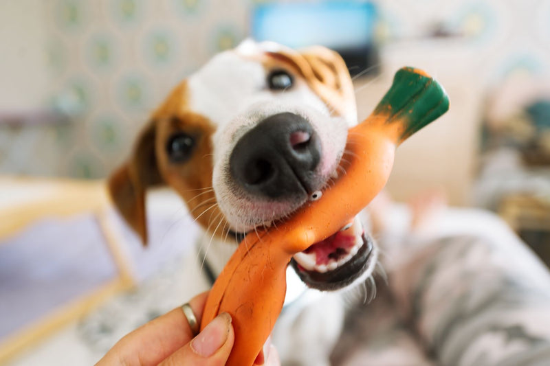 Dog playing with a dog enrichment toy, orange carrot