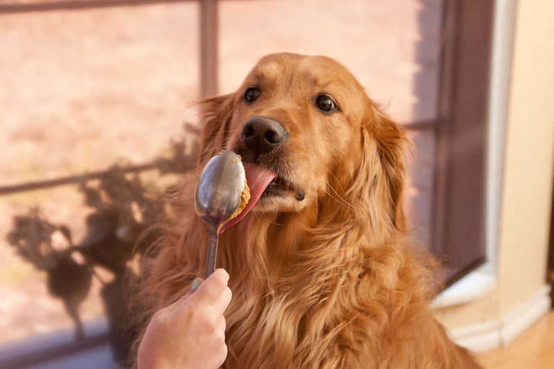 Dog Peanut Butter. Dog peanut butter from spoon 