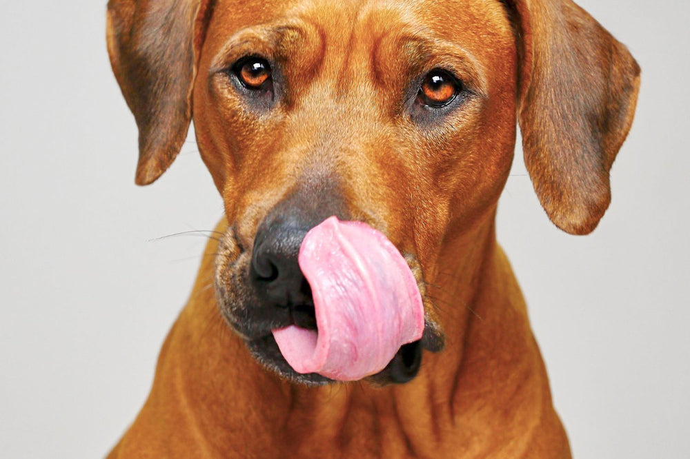 Why Do Dogs Lick You? Large Dog Licking with tongue showing