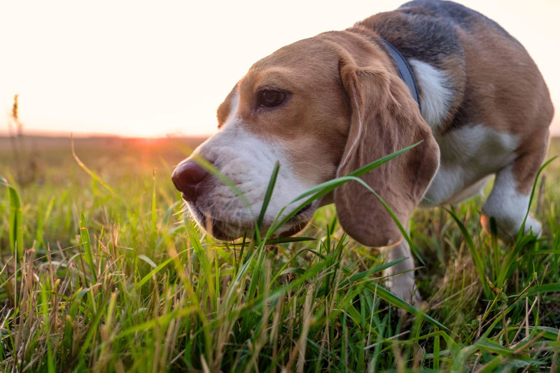 Dog eating grass with sun setting