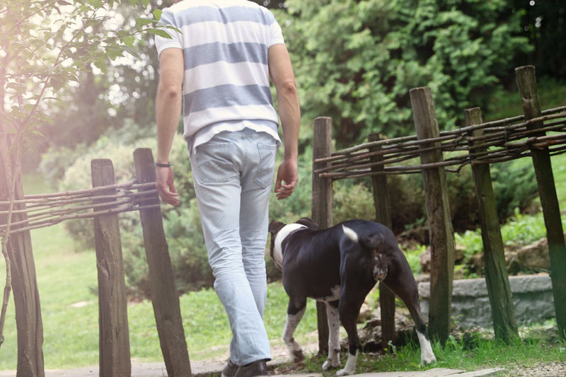 Dog following man everywhere. Man and dog Walking in park. 