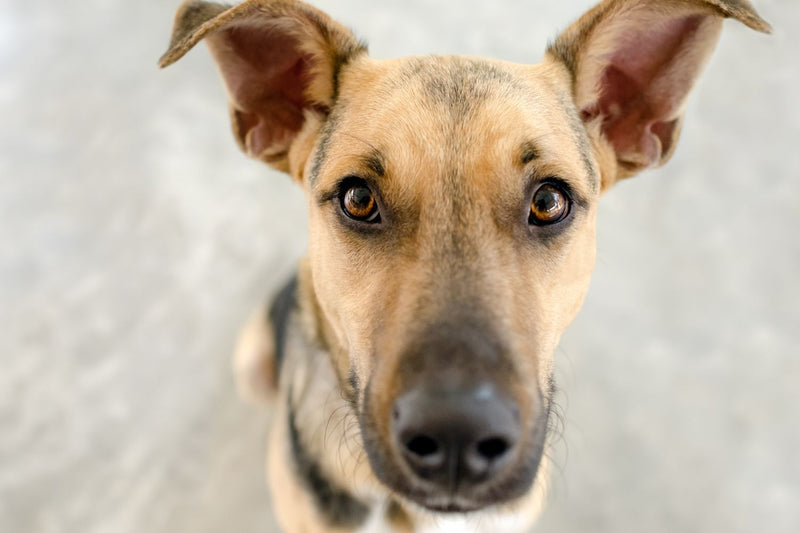 Why do dogs stare? Dog staring upwards. 