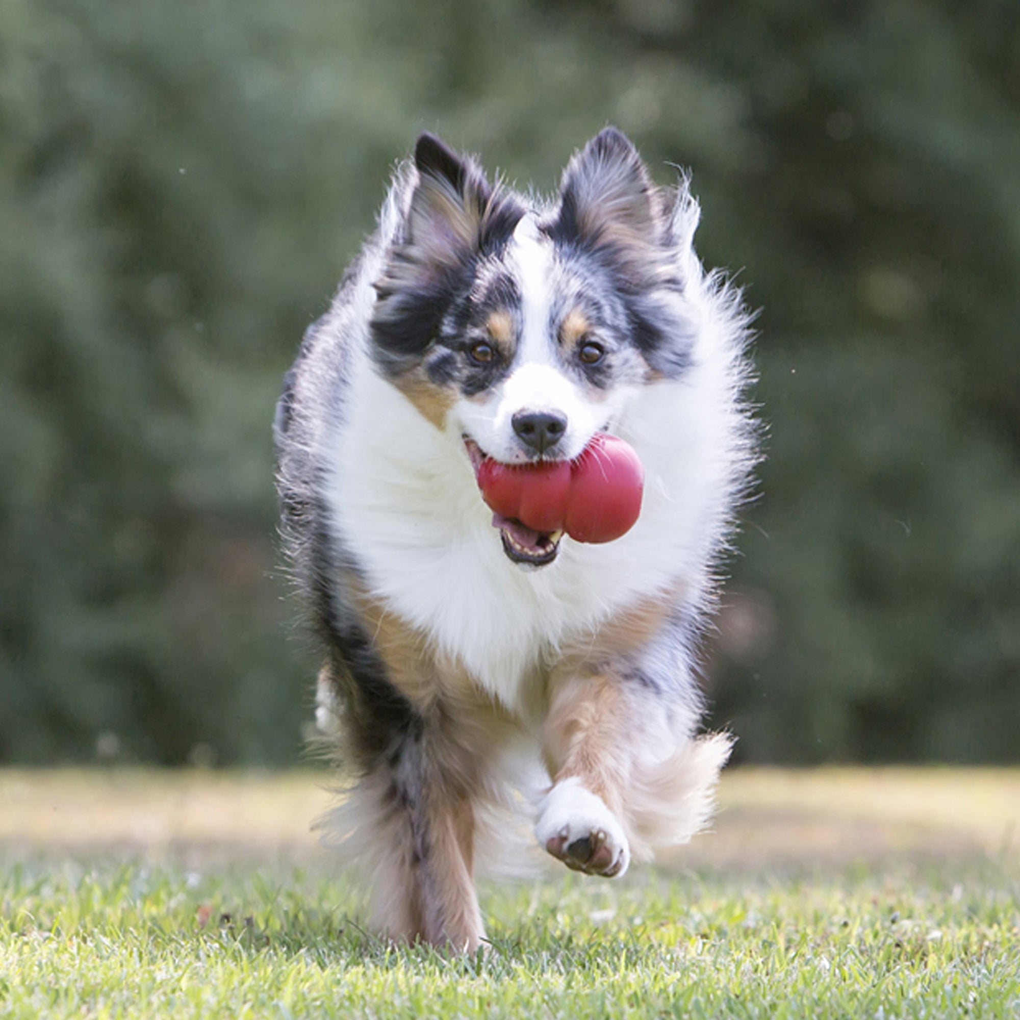 Large Dog Interacting with KONG Classic Dog Toy in a garden